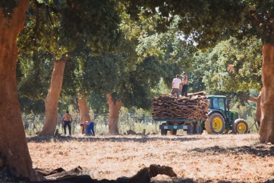 Cork Forest Conservation Alliance | POP A CORK, SAVE A TREE